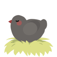 Patricio, a grey chicken