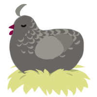 A grey and ash chicken with a half-lace pattern