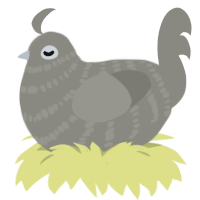 Bash, a ash chicken with a bar pattern
