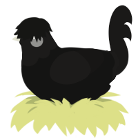 Like a Grudge, a black and sable chicken with a head pattern