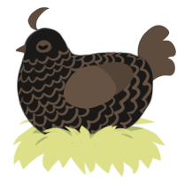 (unnamed), a sable and bark chicken with a lace pattern