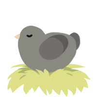 Patricio, a ash and grey chicken