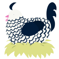 Midnight Snow, a white and tumblr chicken with a lace pattern
