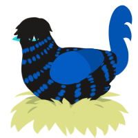 夜中, a sable and ultramarine chicken with a bar pattern