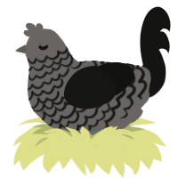RussianBadger, a grey and black chicken with a lace pattern