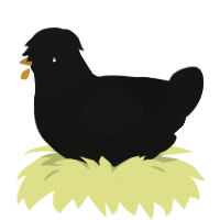 Narrator, a black chicken with a head pattern