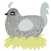 Hades, a ash and silver chicken with a double-lace pattern