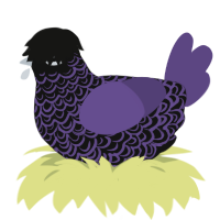 A black and overcast chicken with a double-lace pattern