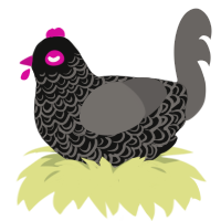 higgs wannabe, a black and grey chicken with a double-lace pattern