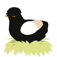 Étranger, a black and cream chicken