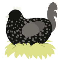 Nighttime Reflection, a black and grey chicken with a speckle pattern