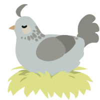 A silver and ash chicken with a neck-speckle pattern