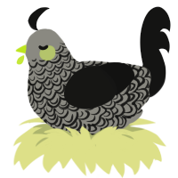 A ash and black chicken with a double-lace pattern