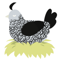 Filigree, a mist and black chicken with a double-lace pattern