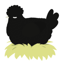 A black chicken with a lace pattern
