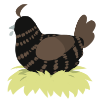 Diesel, a black and bark chicken with a bar pattern