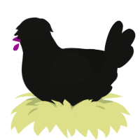 A black chicken