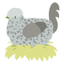 Chickers, a silver and ash chicken with a speckle pattern