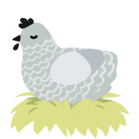 Silvera, a silver and mist chicken with a lace pattern