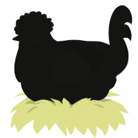 Disappointment, a black chicken