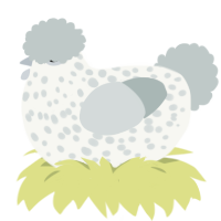 A white and silver chicken with a speckle pattern