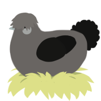 A grey and black chicken