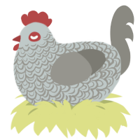 Cuckoo Maran, a silver and ash chicken with a double-lace pattern