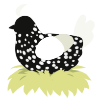 A black and white chicken with a speckle pattern