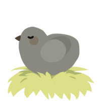 Patricio, a ash chicken