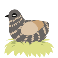 The Extinction, a grey and beige chicken with a bar pattern