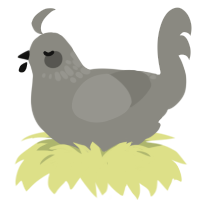 A ash chicken with a neck-speckle pattern