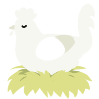 A white chicken