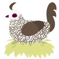 CookiesAndCream, a white and bark chicken with a double-lace pattern