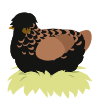 A black and brown chicken with a half-lace pattern