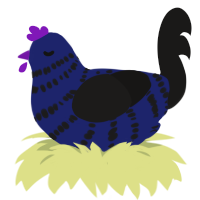 Hecate, a navy and sable chicken with a bar pattern