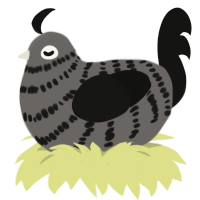 A grey and black chicken with a bar pattern