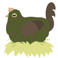 A olive and bark chicken with a bar pattern