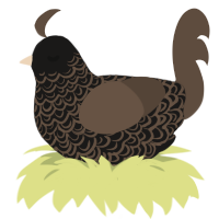 double lace turd, a sable and bark chicken with a double-lace pattern