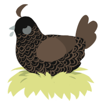 A black and bark chicken with a double-lace pattern