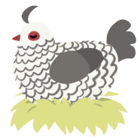 A white and grey chicken with a lace pattern