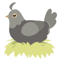 A grey and ash chicken with a head pattern