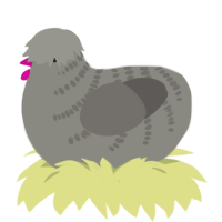 A ash and grey chicken with a half-bar pattern