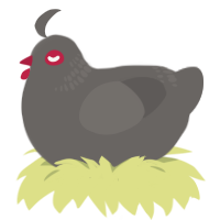 A grey chicken with a neck-band pattern