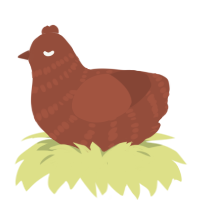 A russet chicken with a bar pattern