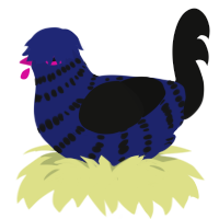 A navy and black chicken with a bar pattern