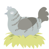 A silver and ash chicken with a half-bar pattern