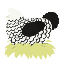 A white and sable chicken with a lace pattern