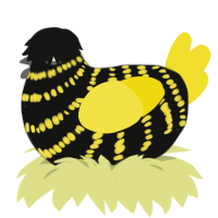 Nevermore, a black and yellow chicken with a bar pattern