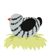 A silver and black chicken with a bar pattern