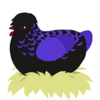 A sable and indigo chicken with a half-lace pattern